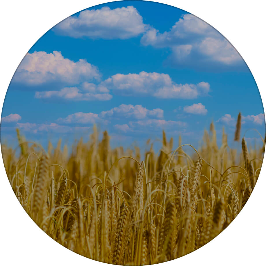 Валькірія ячмінь озимий