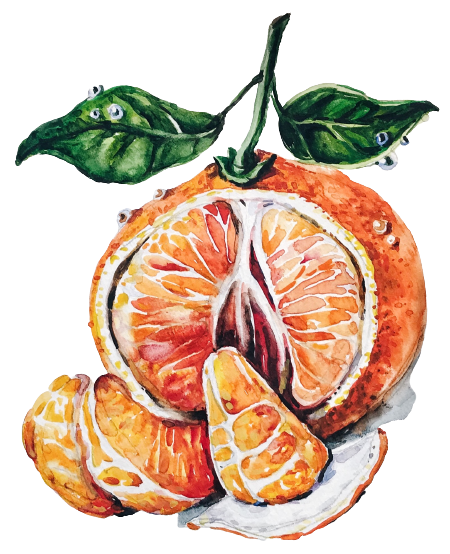 Онлайн курс "Ботаническая иллюстрация. Реализм"