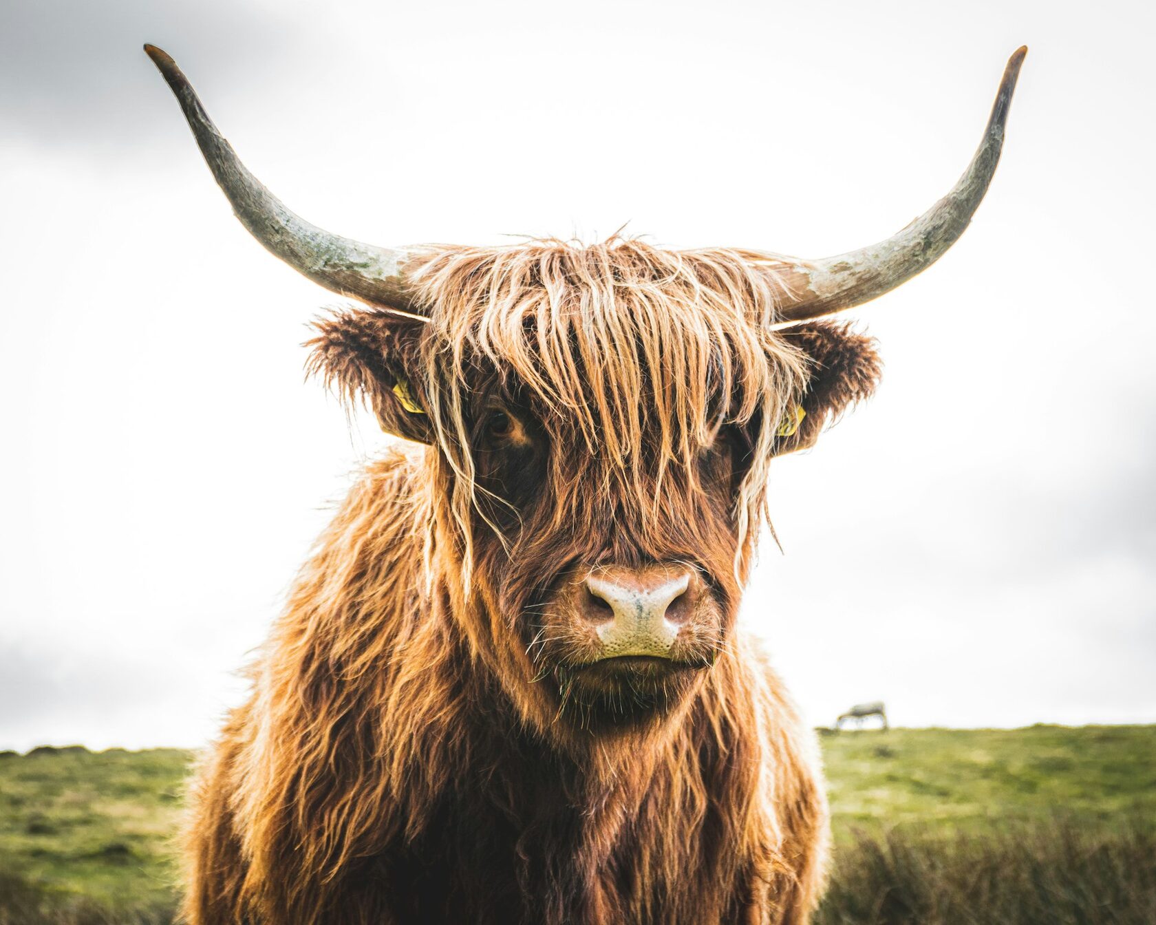 Highland cow line art tattoo