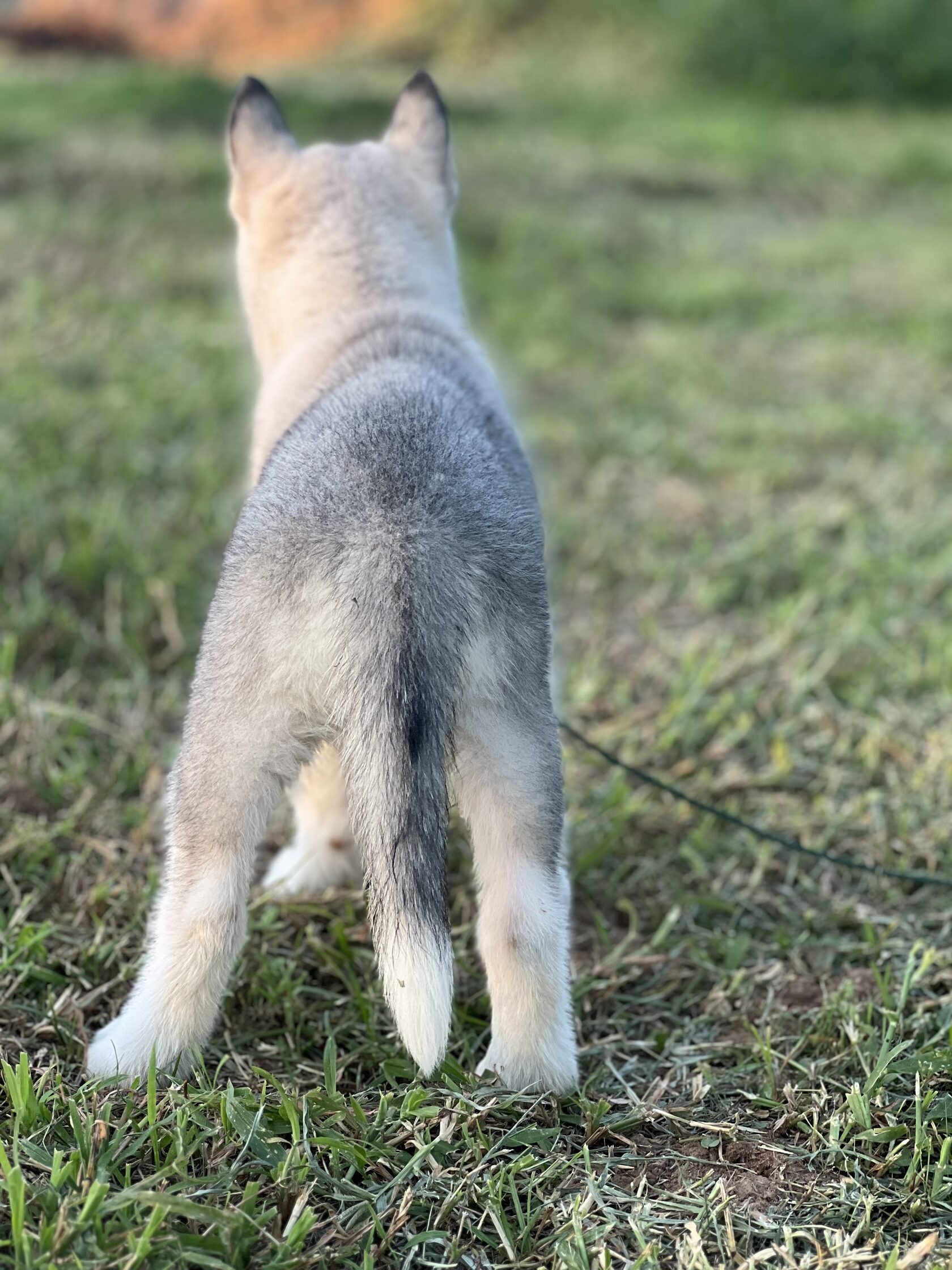Puppy calm and settled after structured training
