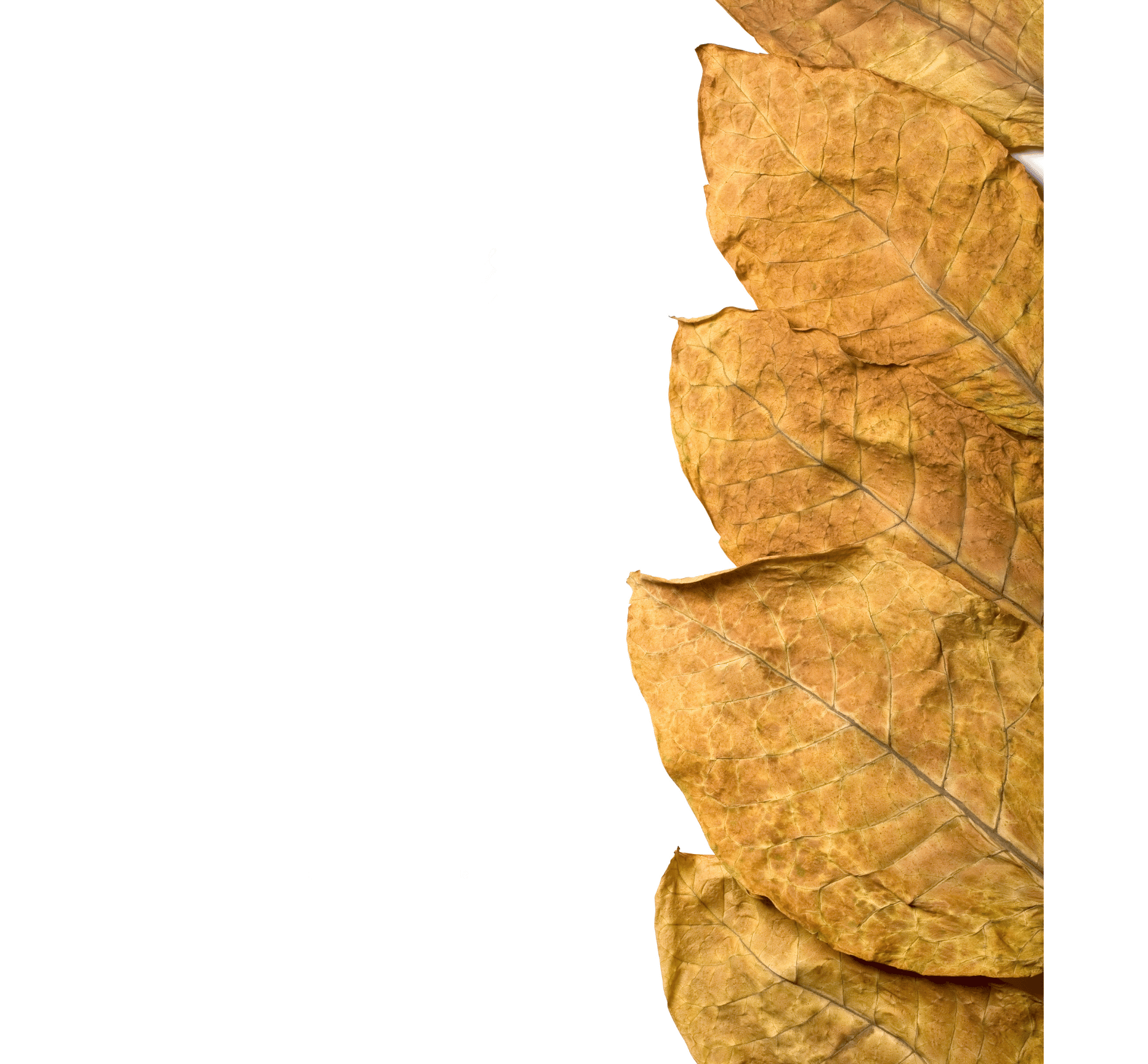 list of additive free cigarette brands usa Amazon.com: Honeyrose Herbal Cigarettes list of additive free cigarette brands usa Amazon.com: Honeyrose Herbal Cigarettes