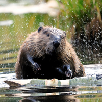 опасность бобровой струи