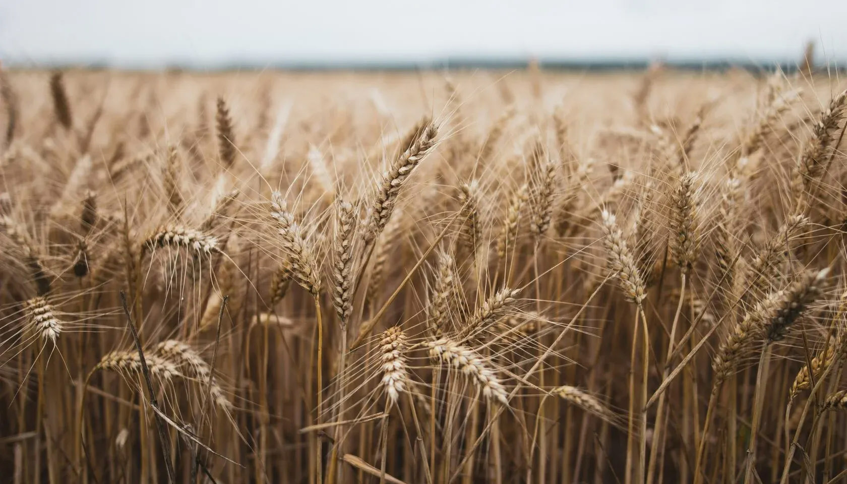 Wheat