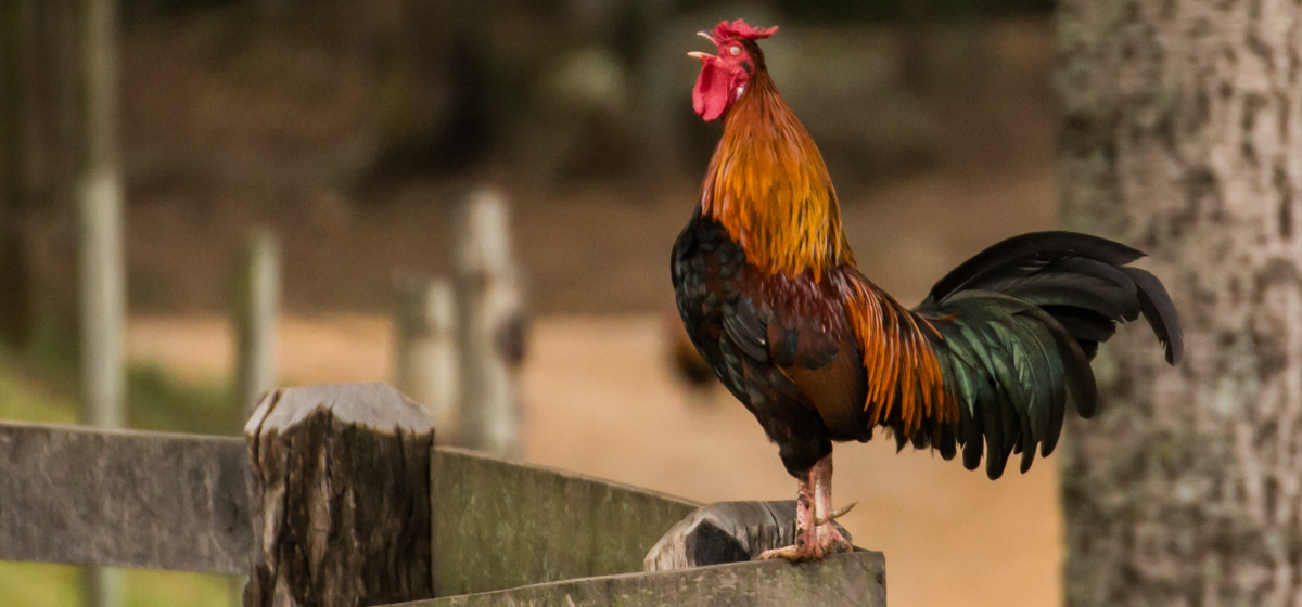 Фотографии с птицефабрики