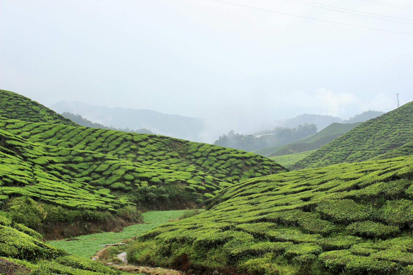 Cameron Highlands