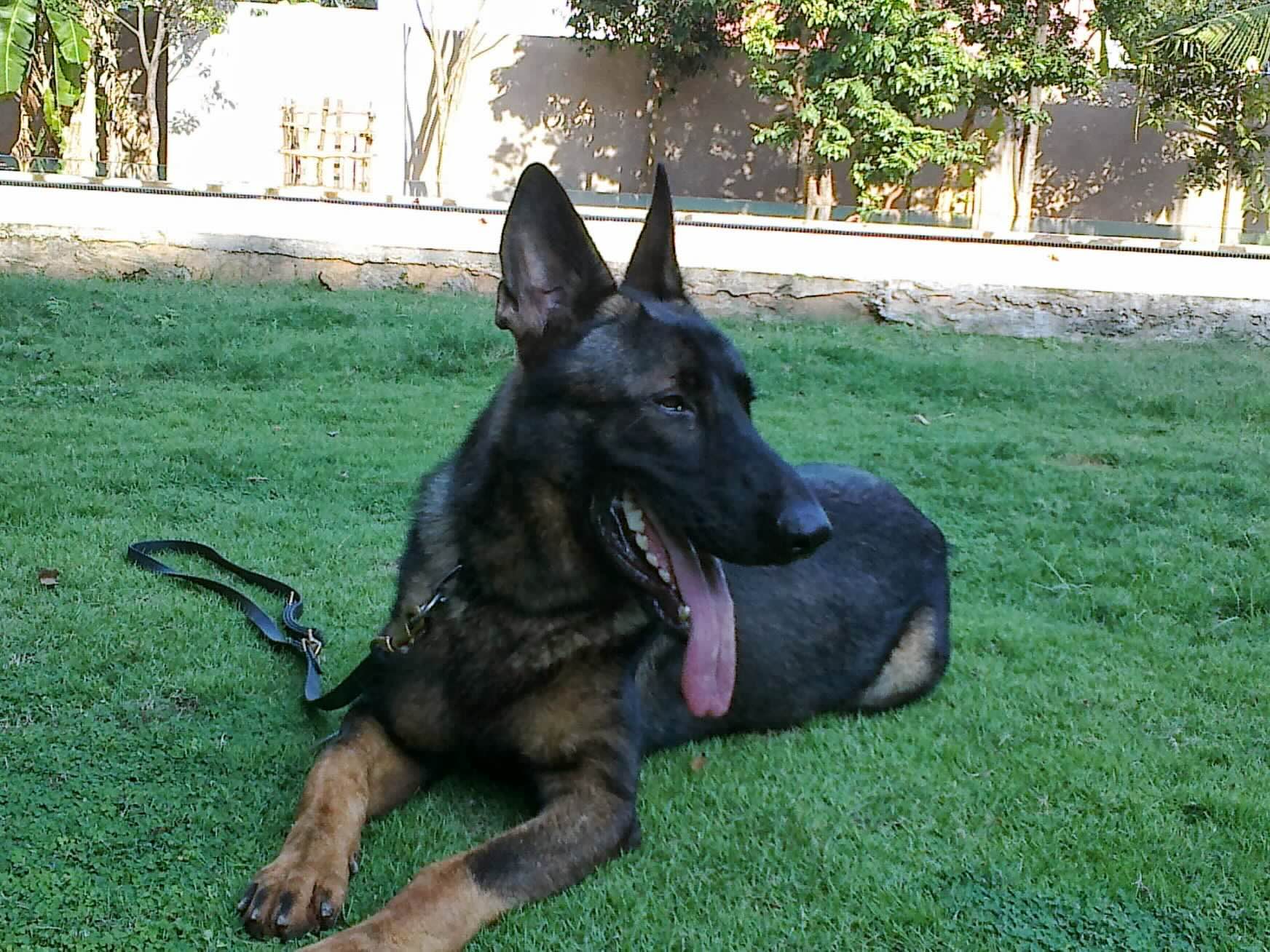 VONFIDEL K9 German Shepherd resting in a controlled training environment