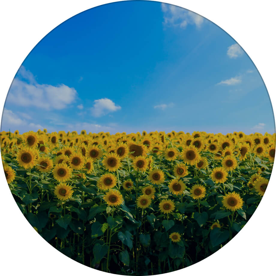 Златсон соняшник