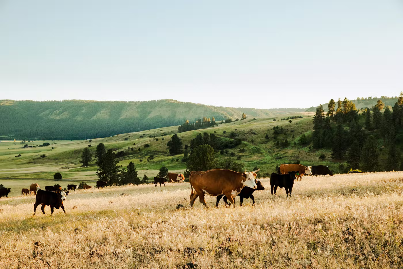 М'ясо тварин вільного вигулу з Карпат
