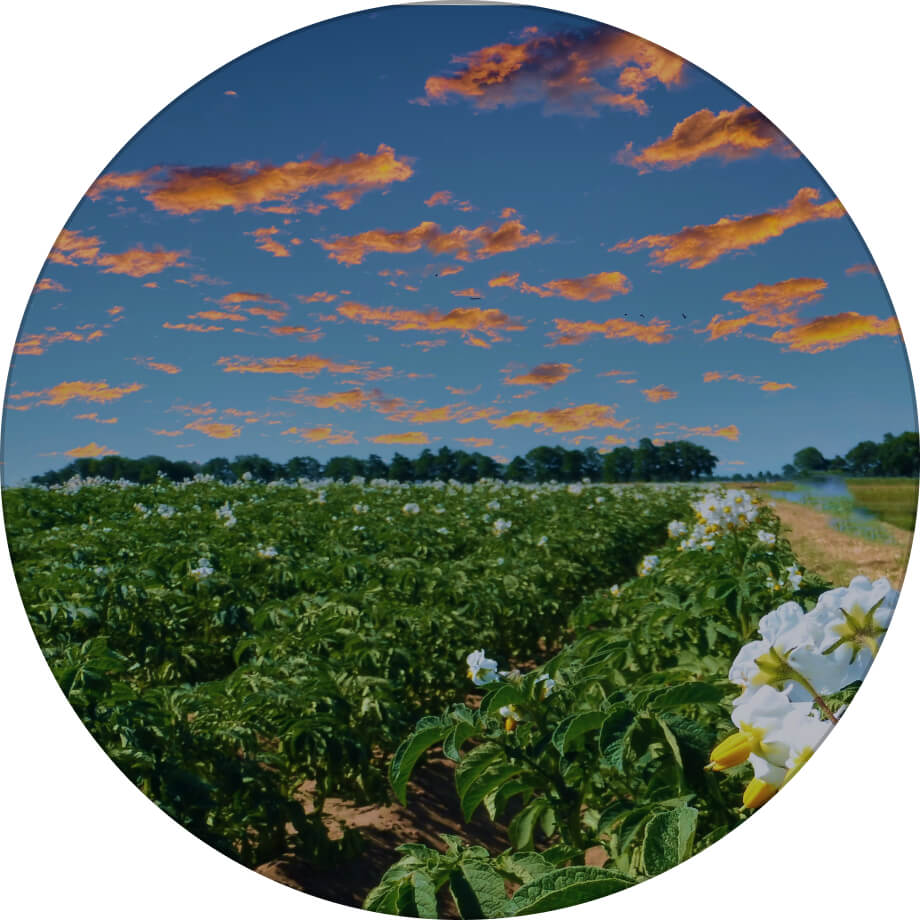 Скарбниця картопля