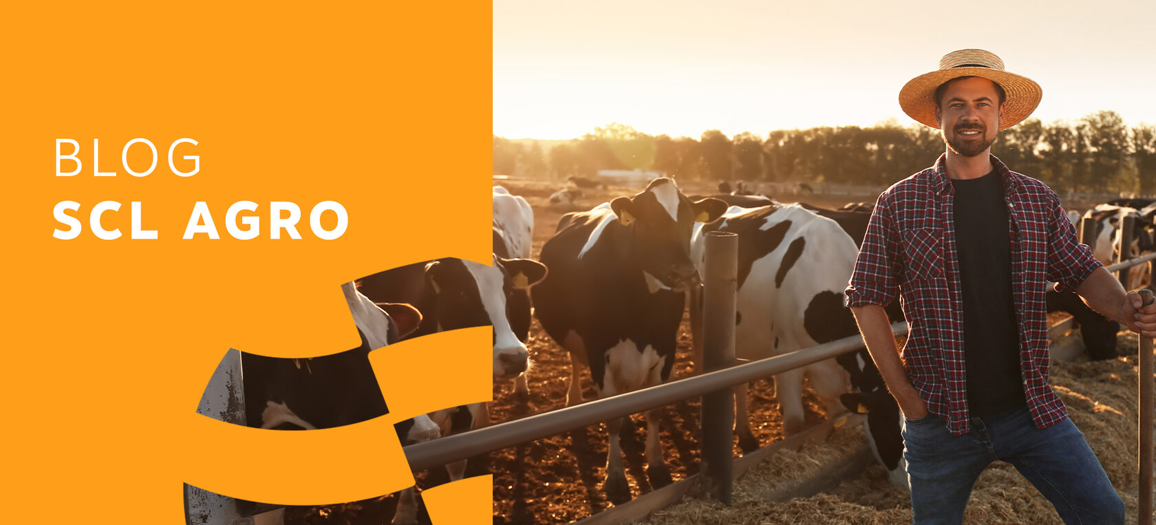 Homen com uma enchada na mão em meio a um rebanho de vacas