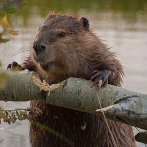 Бобровая струя для суставов