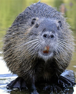 Что такое бобровая струя