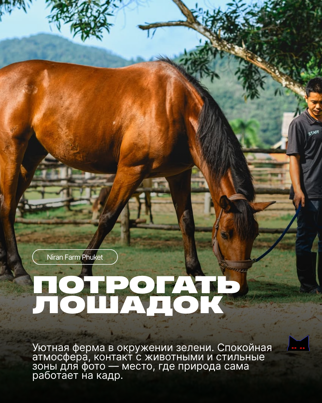 Логотип RAVA на ярком градиентном фоне пляжного клуба в Банг Тао