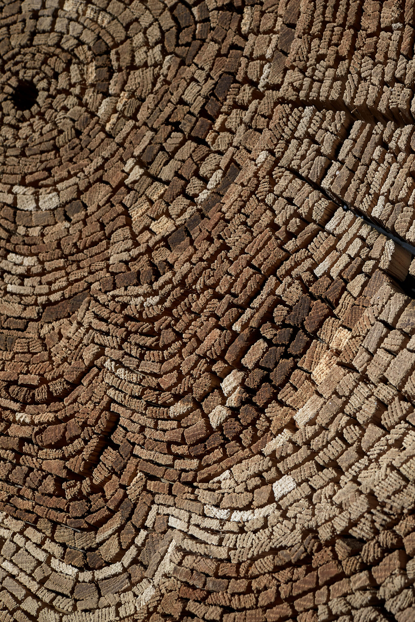 Wooden Artwork Dandelion by Tor Design