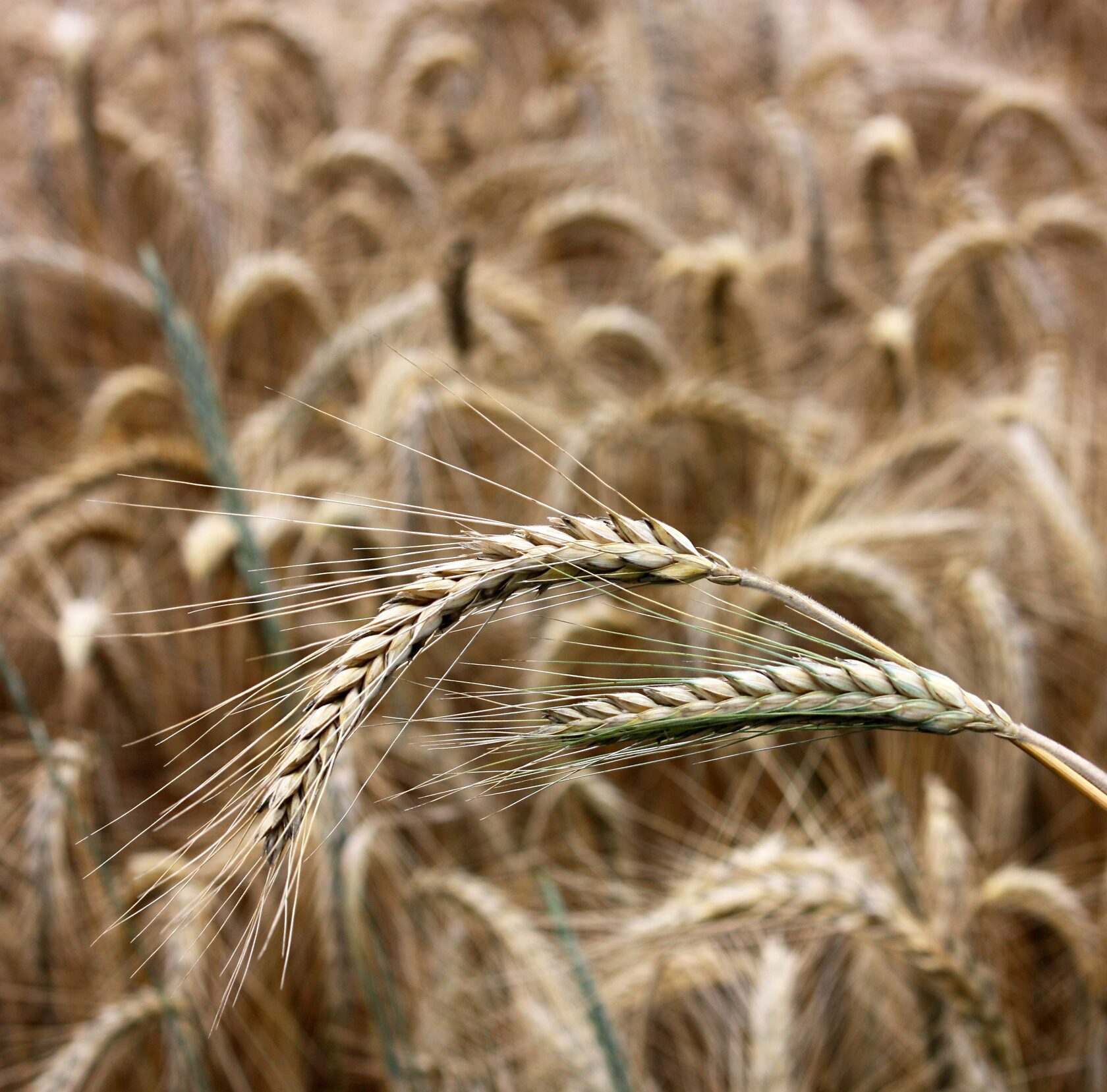 buckwheat supplier