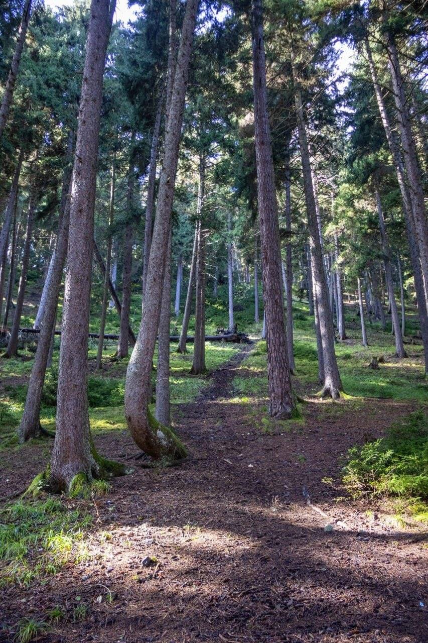 A Trail Through the Abastumani Coniferous Forest