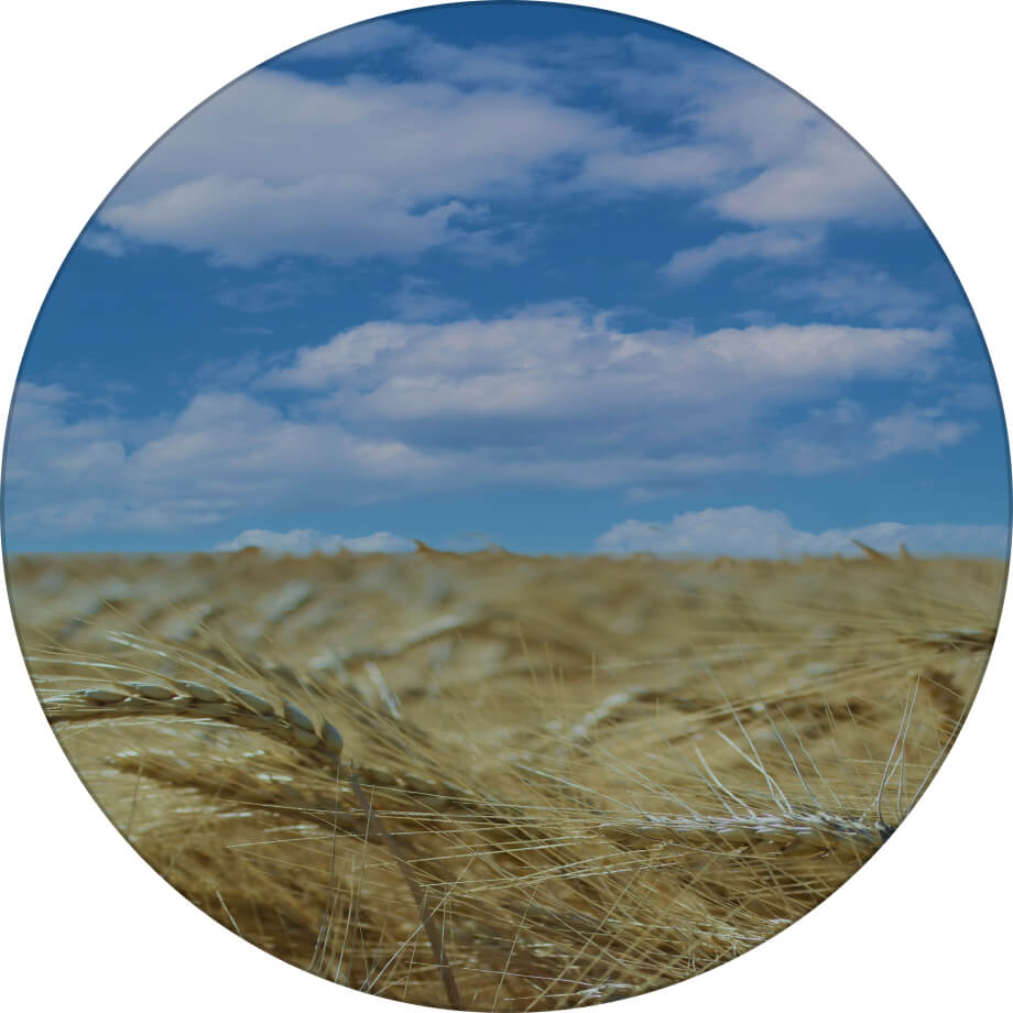 Мудрість одеська