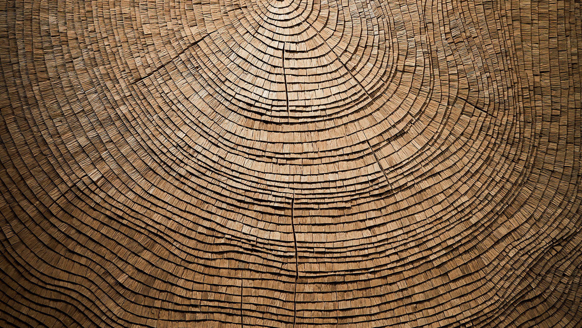 Wood Wall Decor by Tor Design - Nature Influence work: Rays of the three