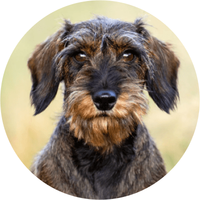 grooming WIREHAIRED DACHSHUND rate