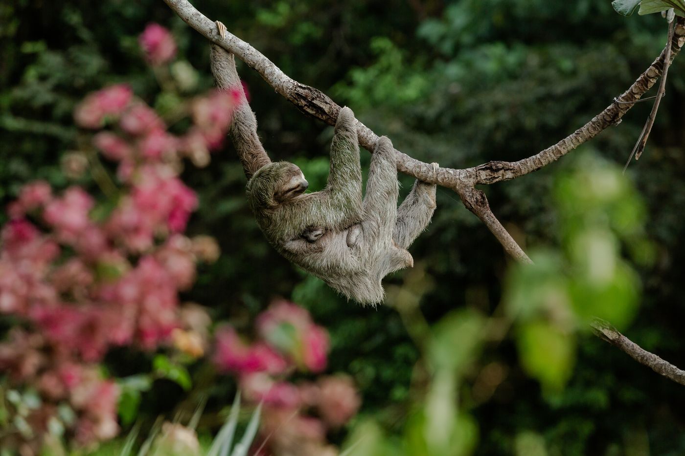 Three-toed sloth with a baby hanging from a branch — wildlife all around Makanda, Manuel Antonio