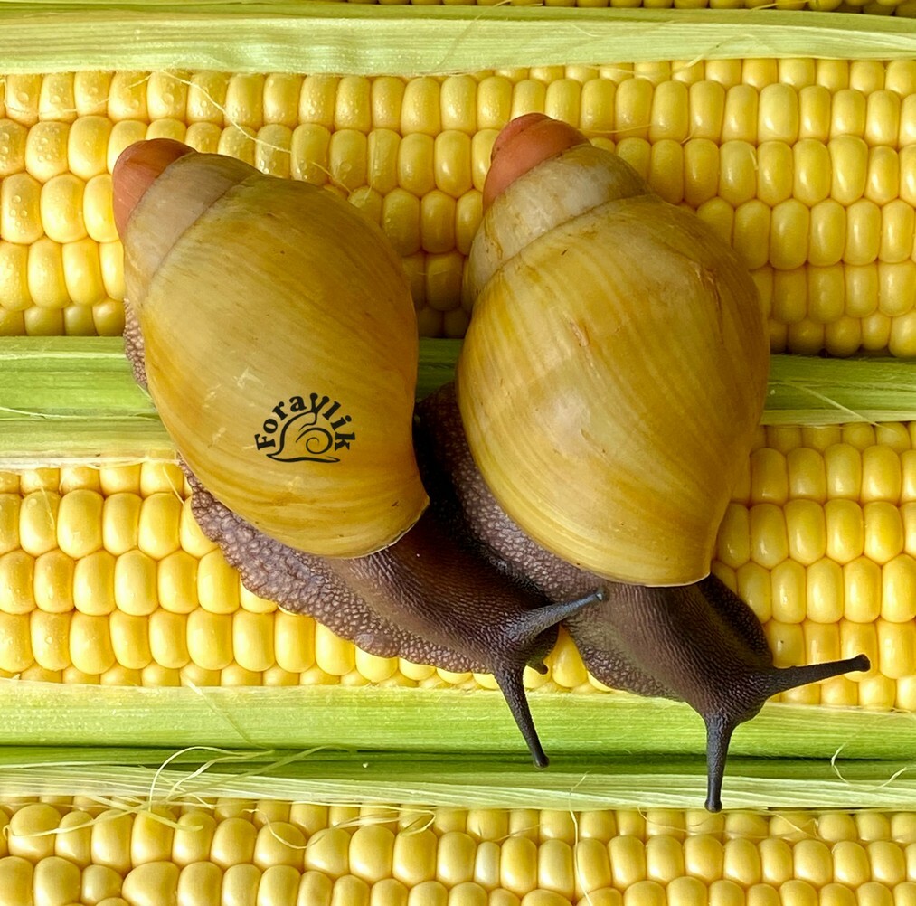 Archachatina marginata grevillei