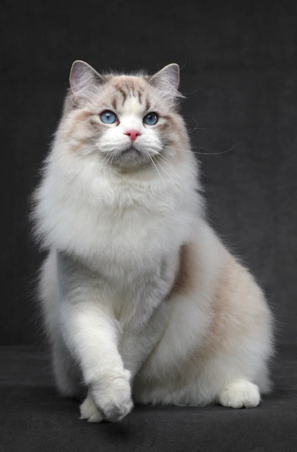 Кот Регдолл Пастель