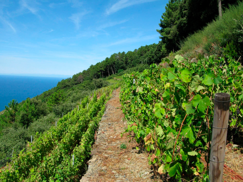 Vigneti sul mare della Cantina Capellini, Cinque Terre