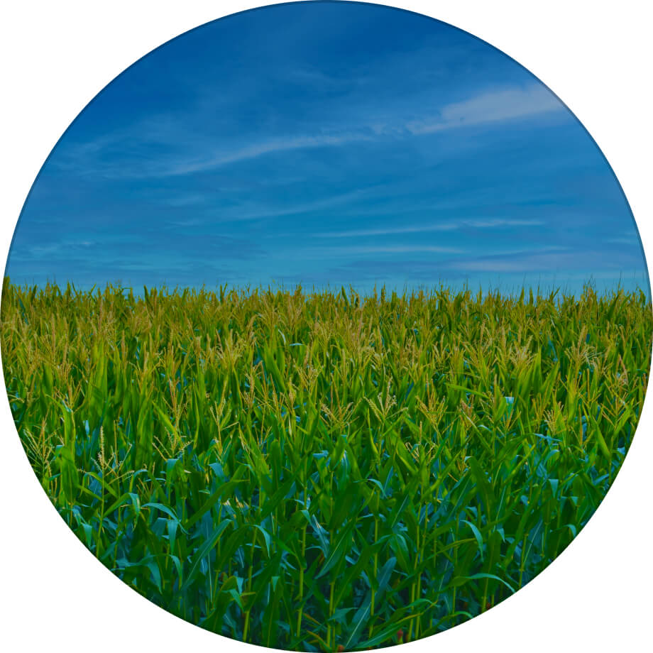 ДН Хортиця кукурудза