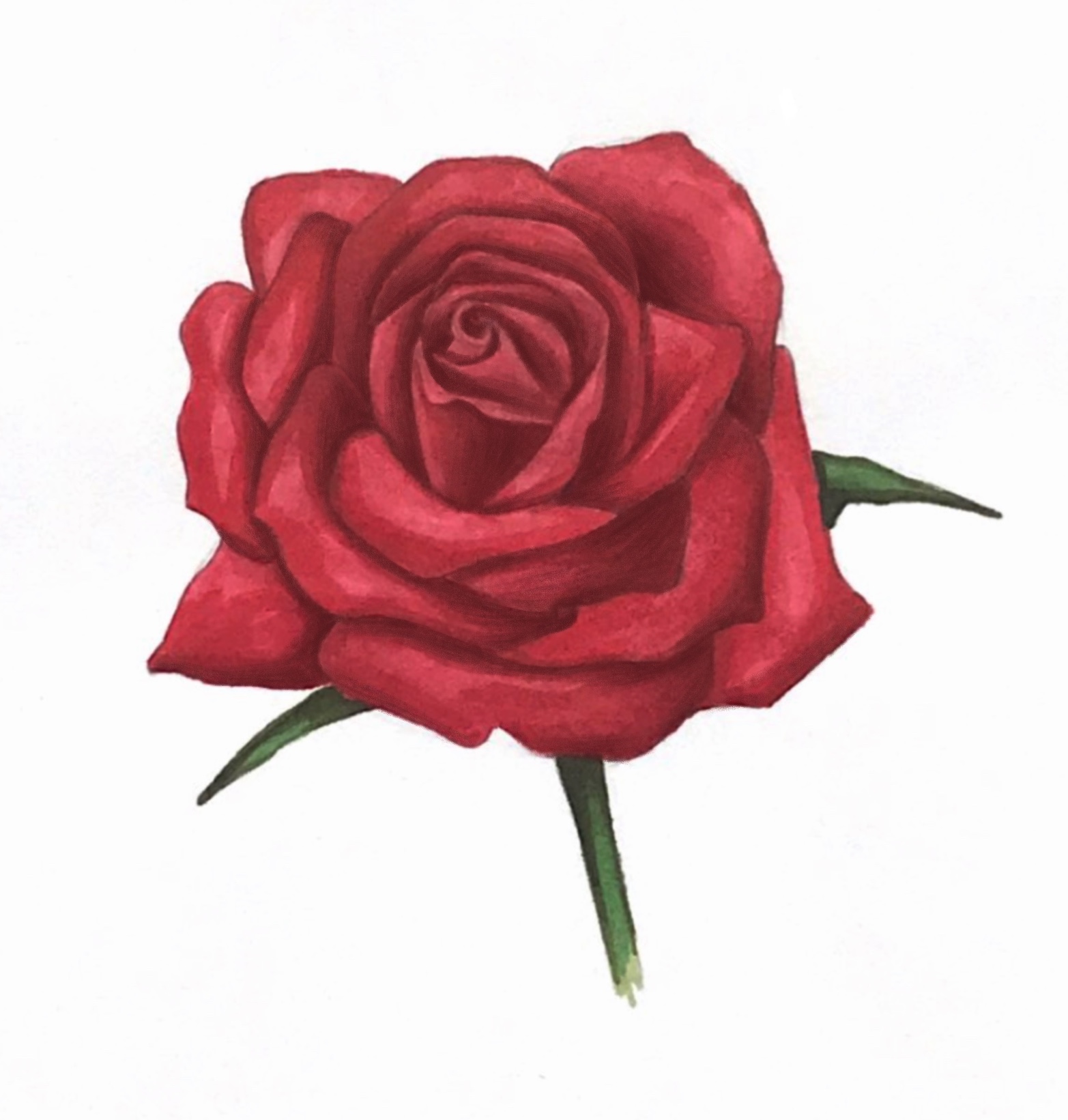 малюнок троянди