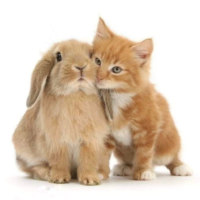 Кот и кролик Пастель