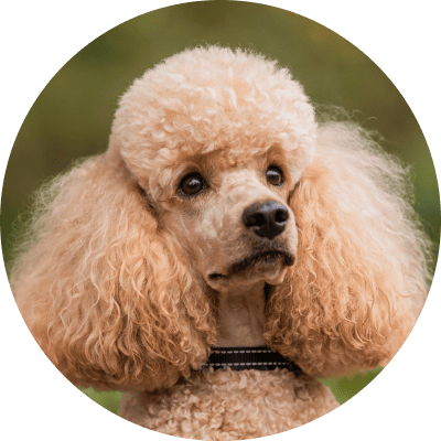 price Miniature Poodle grooming 