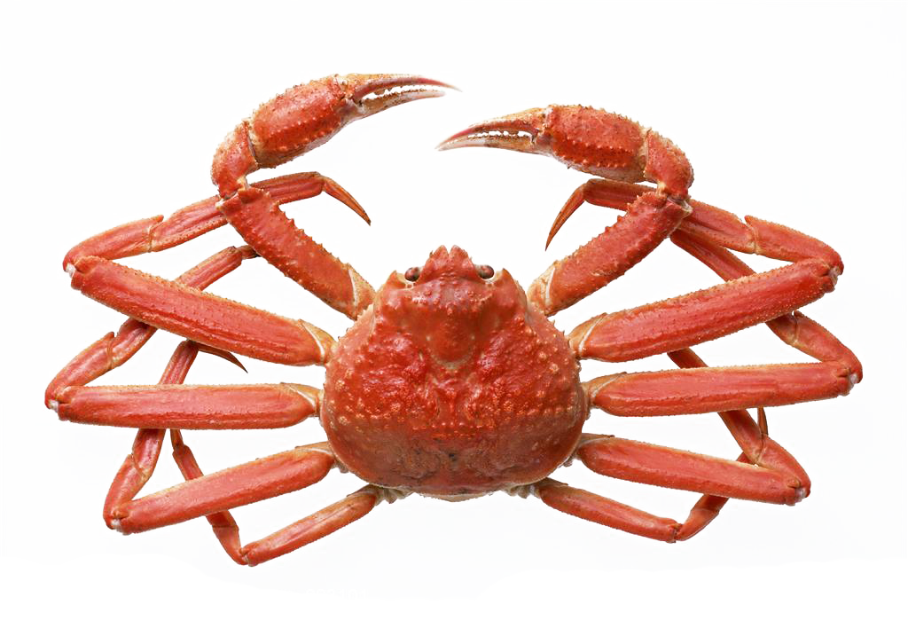 Opilio Snow Crab