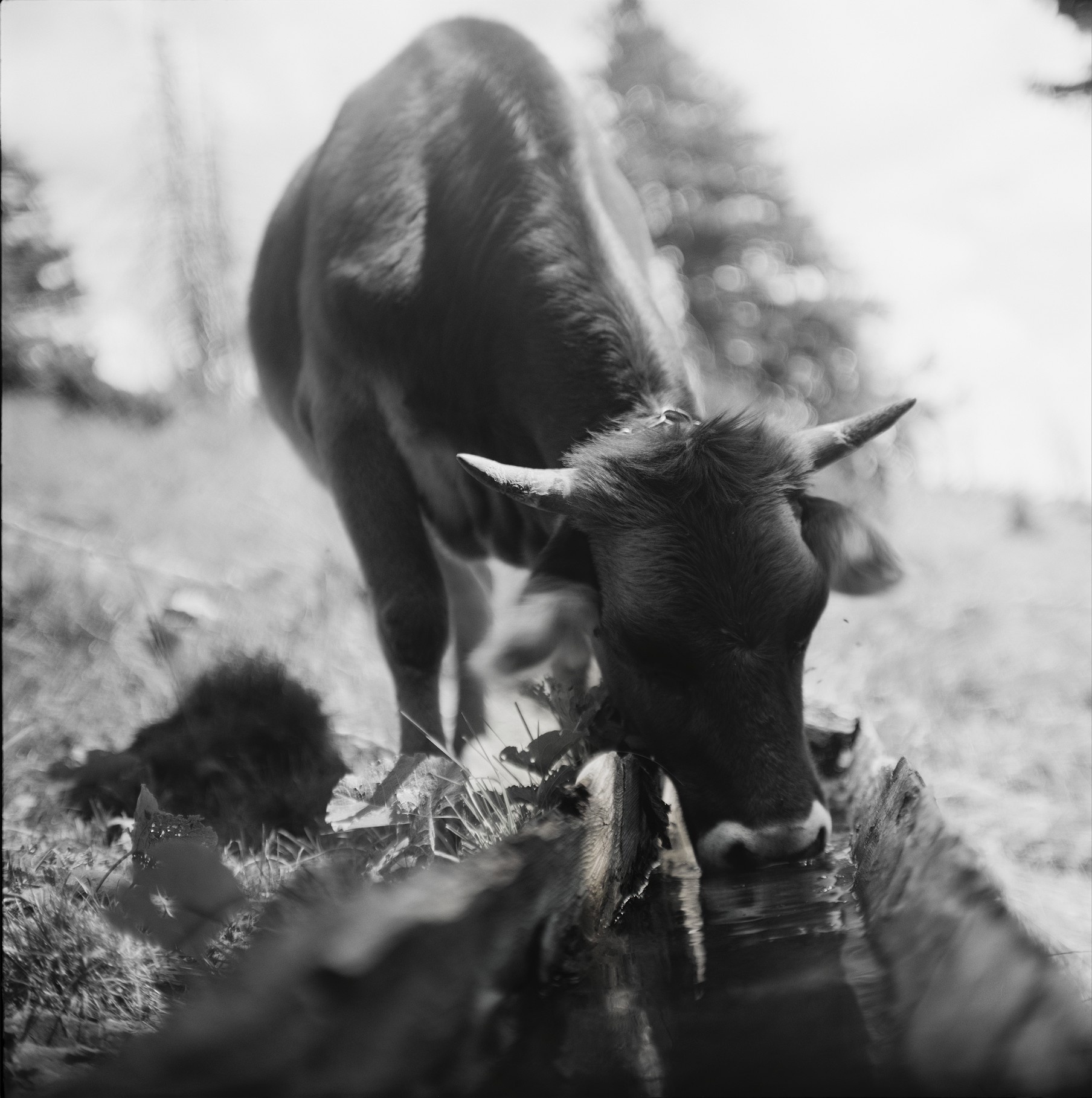 On the watering point. Sharing a trough