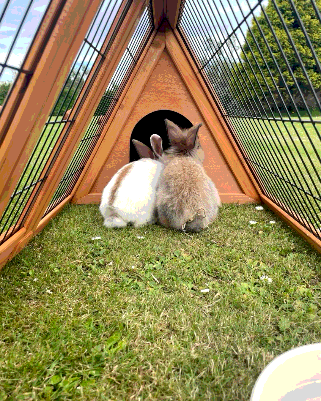 Кролики в контактном зоопарке Rabbit Hole Phuket