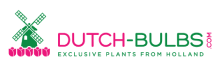 Lily Bulbs