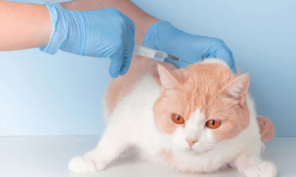 Mandatory and Desirable Cat Vaccinations in Switzerland: How Protect Your Feline Friend