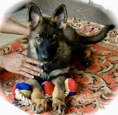 Puppy performing foundational obedience with focus and clarity