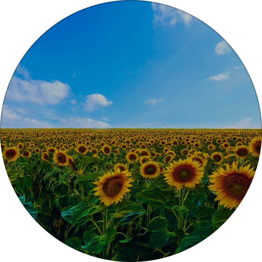 Добродій соняшник