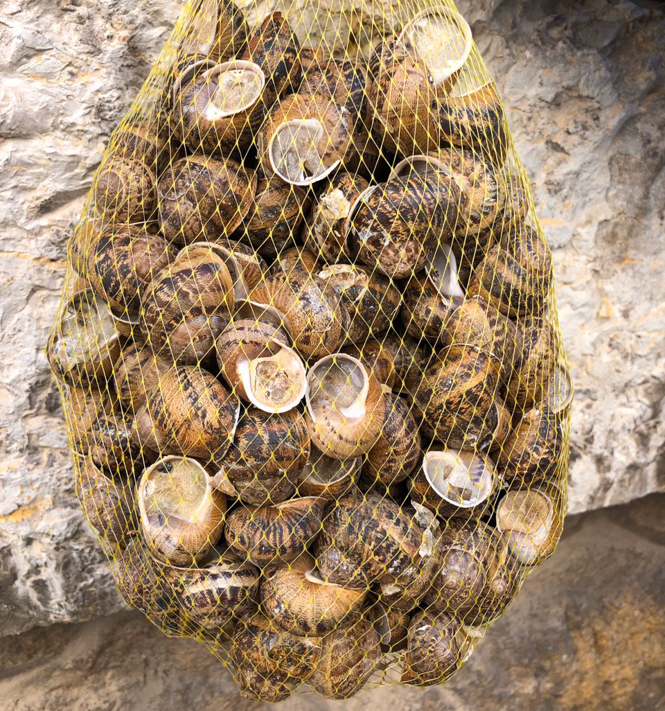 HELIX ASPERSA MULLER (BOVER)