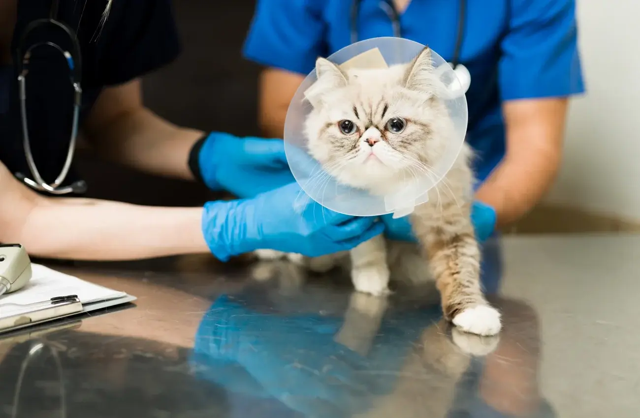 STÉRILISATION DES CHATTES, CHIENNES et des lapines