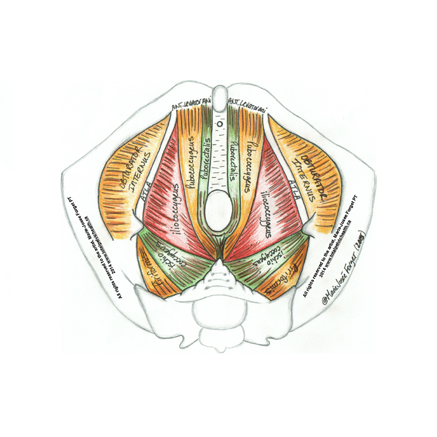 Anatomy illustration