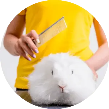  prix Bain à sec, coupe partiellement des noeuds pour lapin