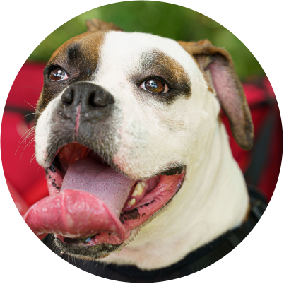 grooming Bull Terrier and Staffordshire Bull Terrier rate