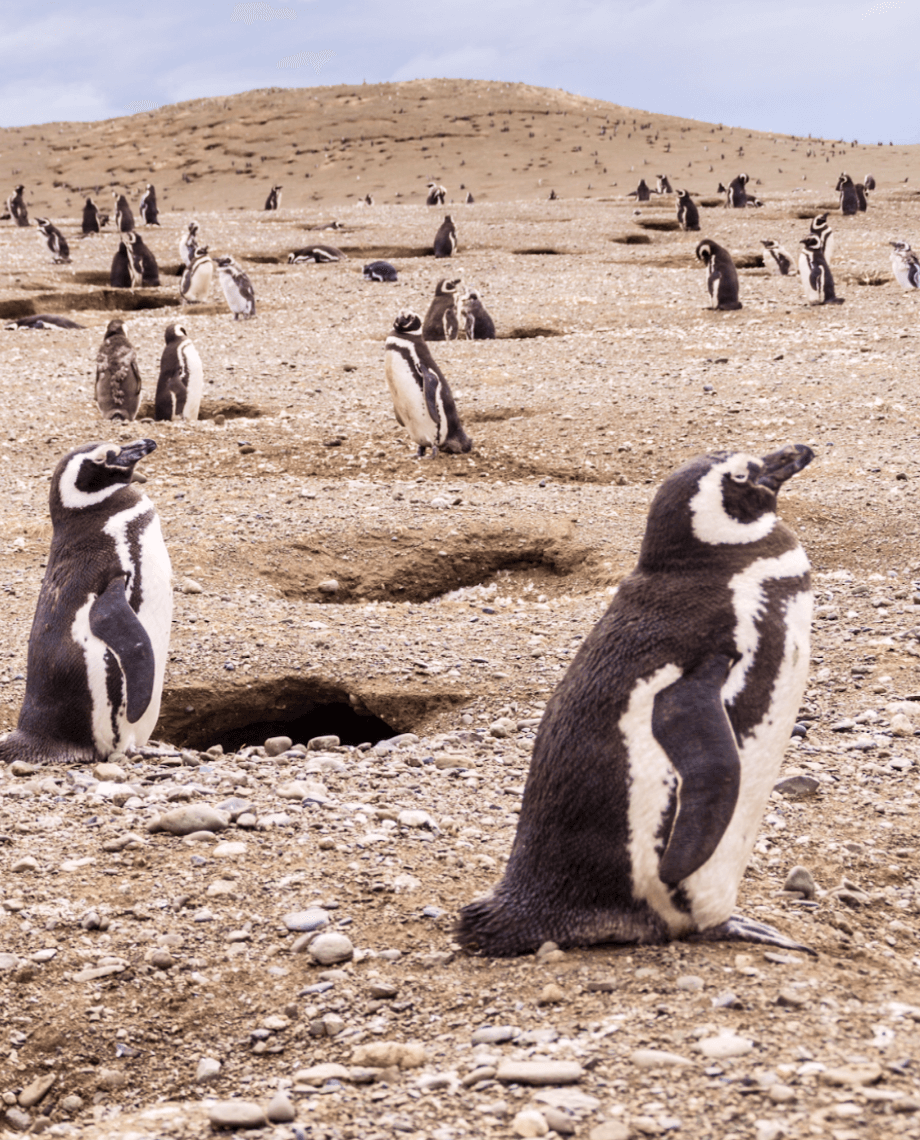 магелланов пингвин