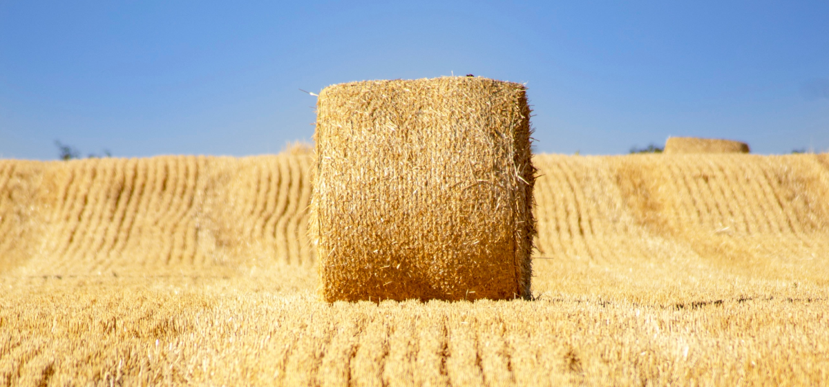 Grain harvesting process