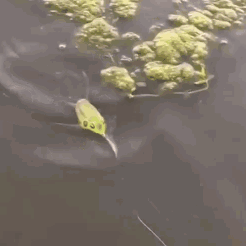 Лягушка незацепляйка