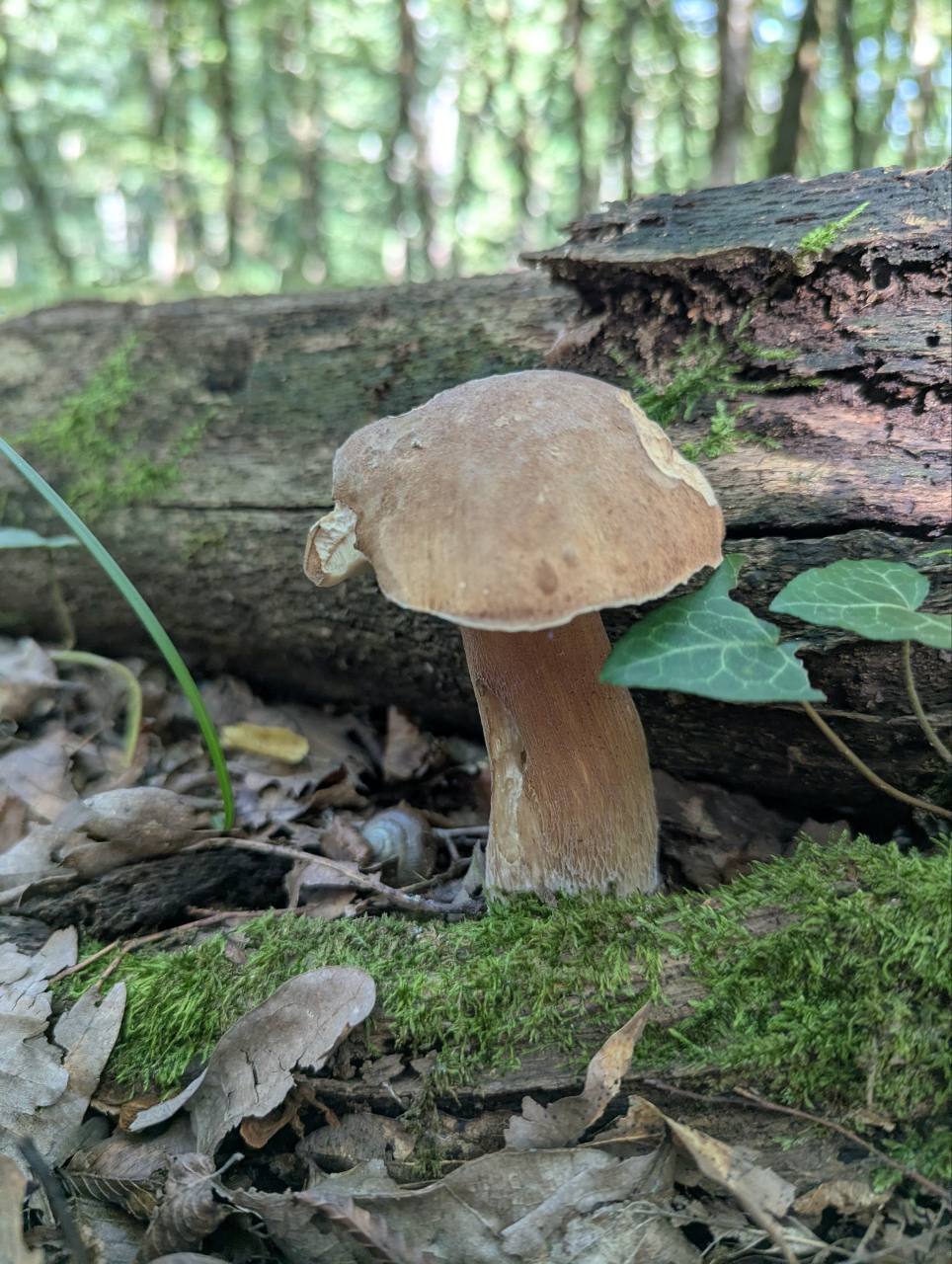 A mushroom by a moss-covered tree trunk