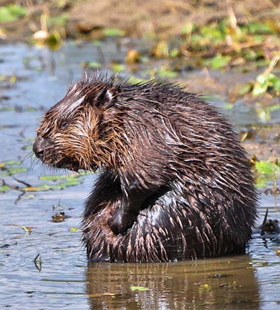 Польза бобрового мускуса