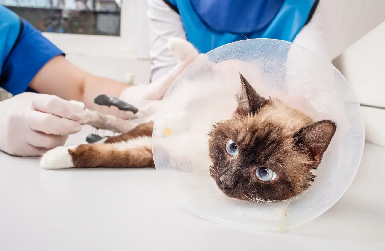 castration dES CHATES, CHIENES ET DES LAPINES