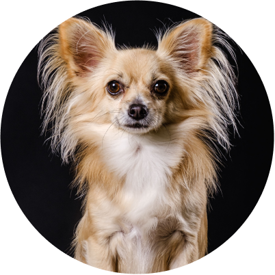 prix toilettage Chihuahua à poil long